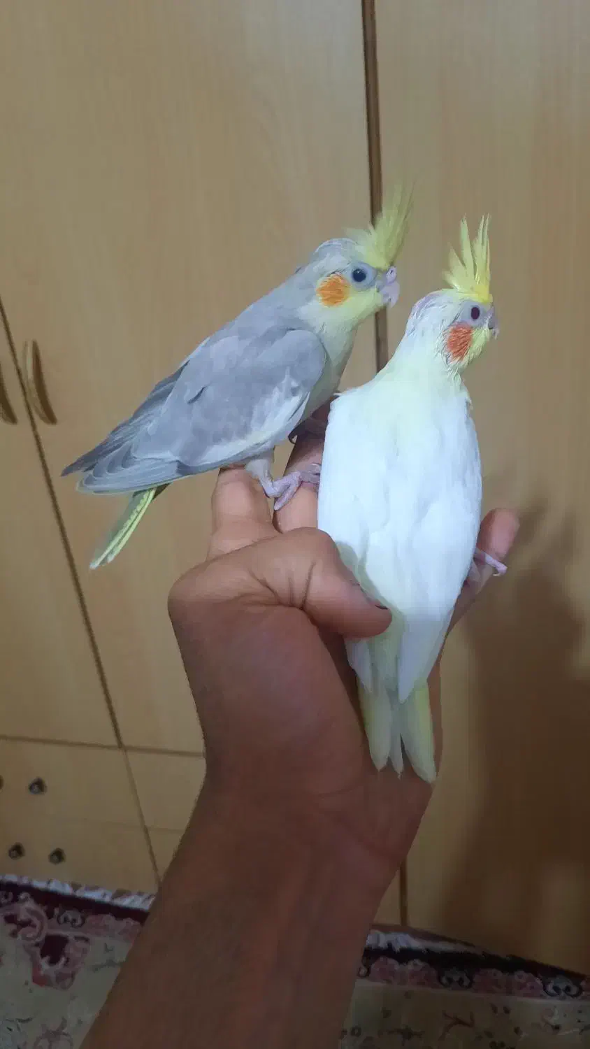 جوجه عروس ،بالغ|پرنده|رشت, نیروی دریایی|دیوار