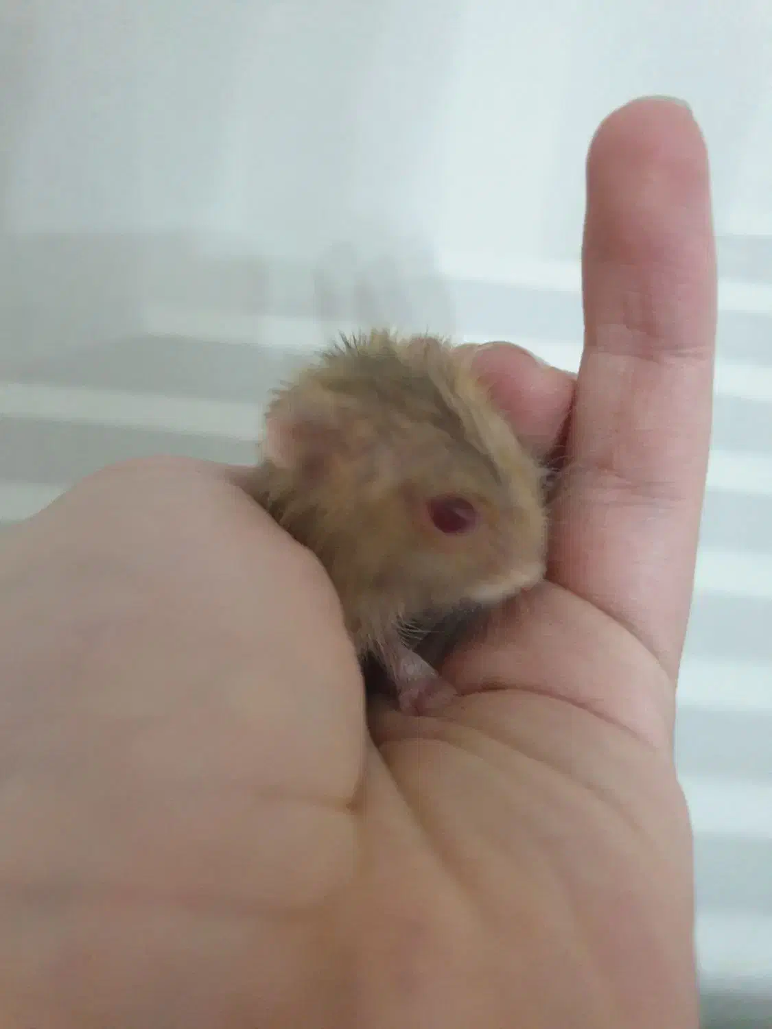 دوتا بچه همستر|موش و خرگوش|تهران, حافظیه|دیوار