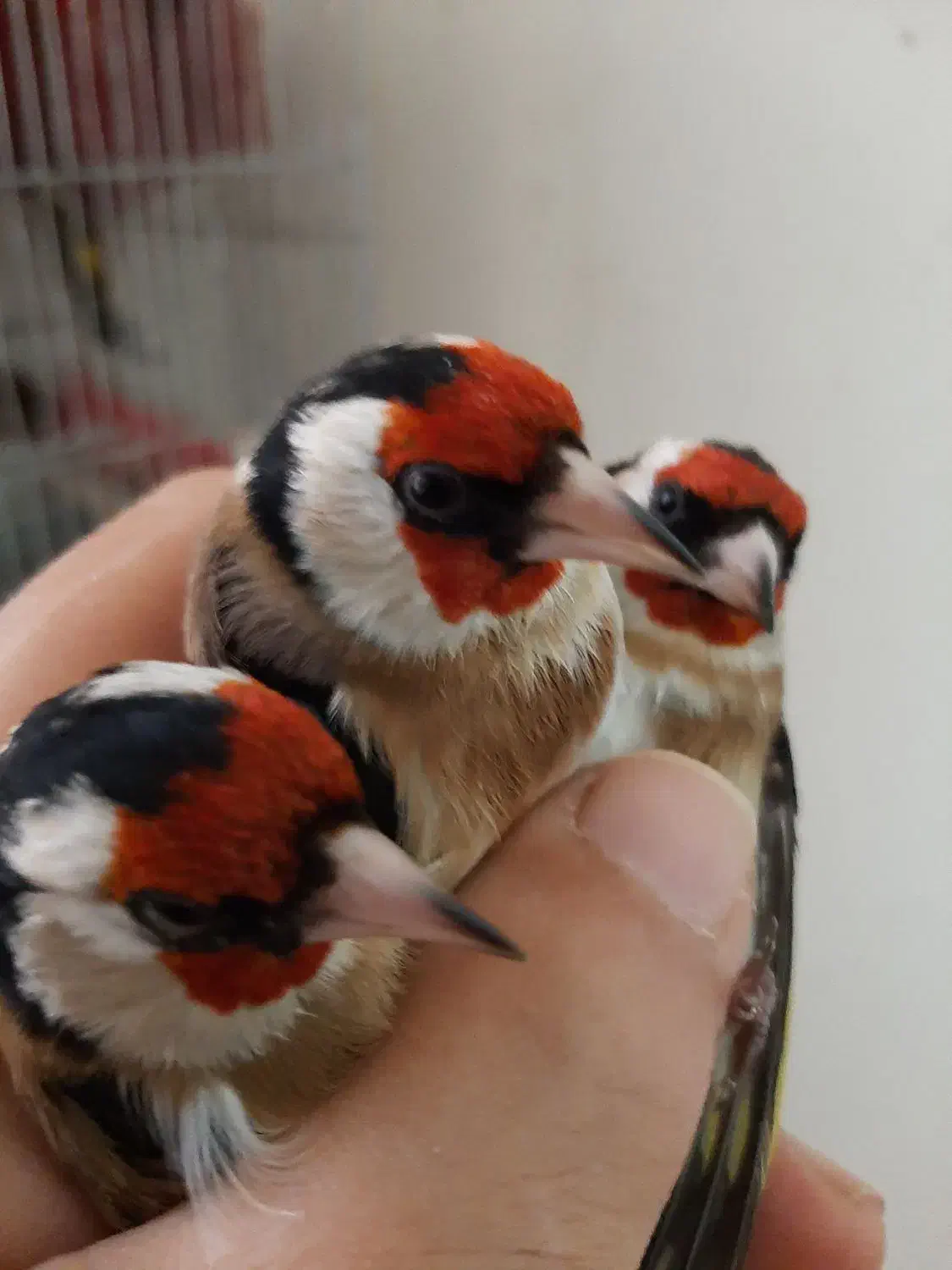 سره وسره قناری قرس بخون|پرنده|ری, سیزده آبان|دیوار