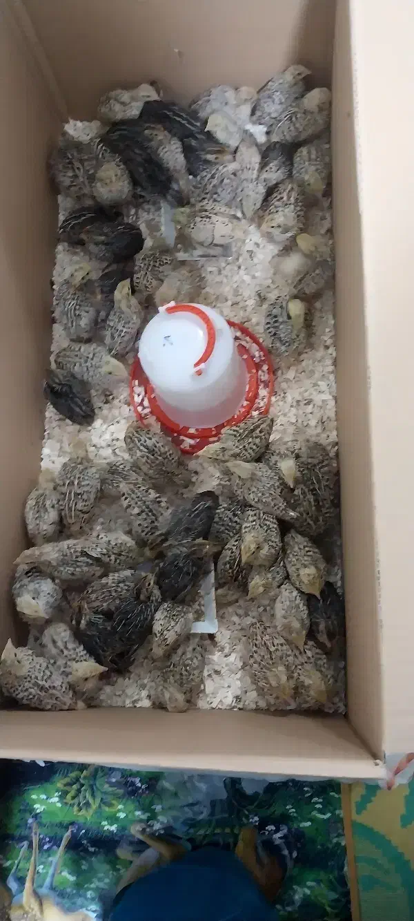 جوجه بلدرچین یک روزه تا ۴۰ روزه|حیوانات مزرعه|کرمانشاه, |دیوار