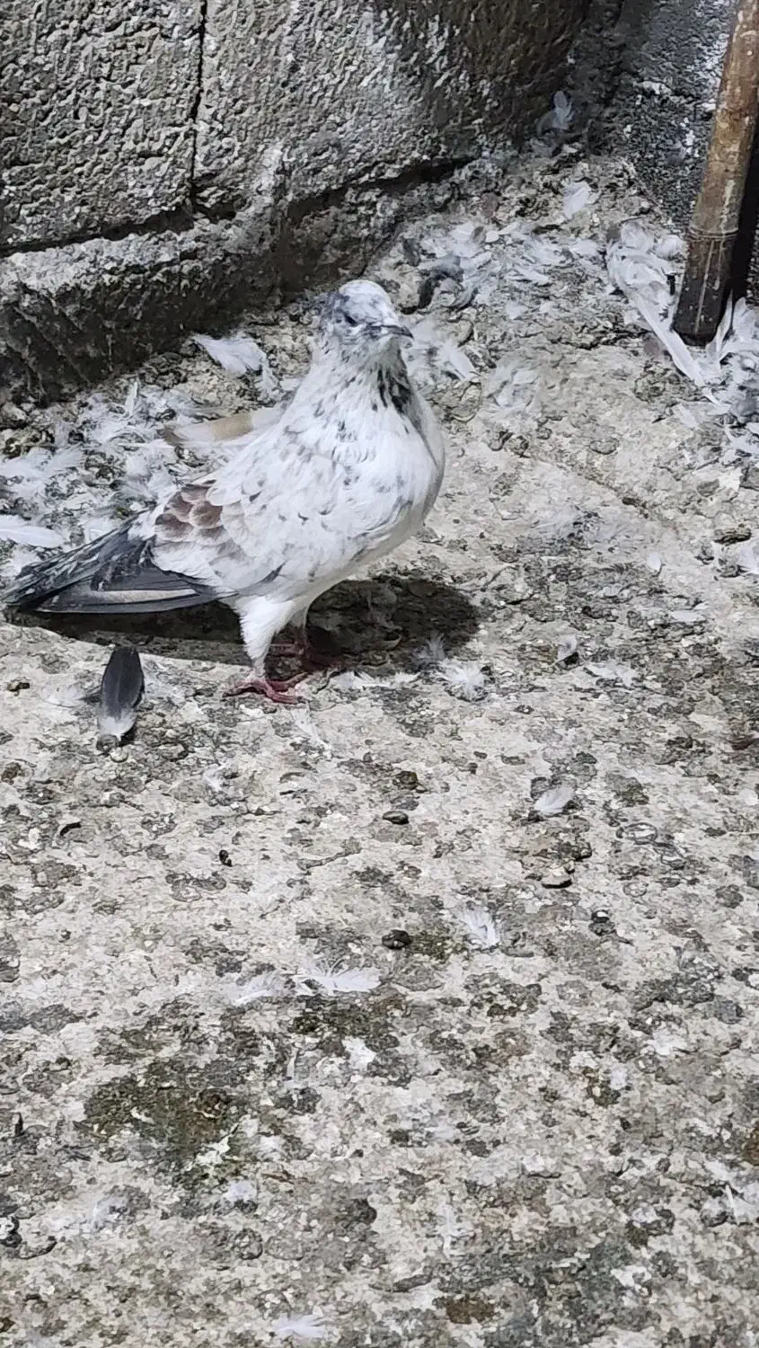 کبوتر نر پروازی|پرنده|املش, |دیوار