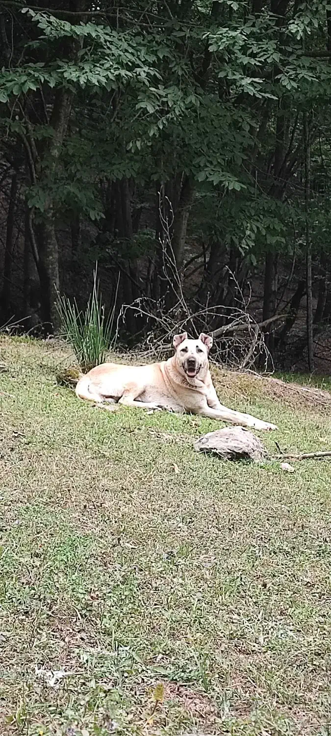 سگ نگهبان|سگ|رستمآباد, |دیوار