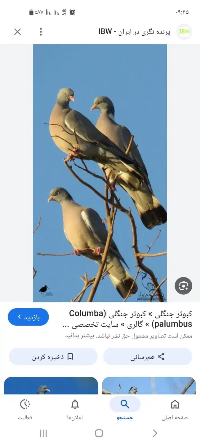 کبوتر، کفتر|پرنده|فولادشهر, B2|دیوار