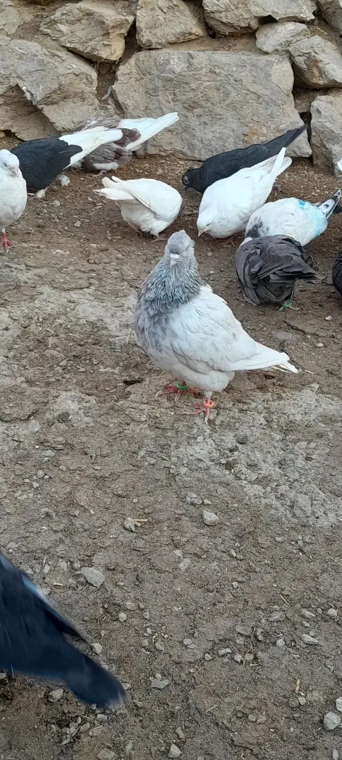 چند جفت کبوتر فروشی|پرنده|جیرفت, |دیوار