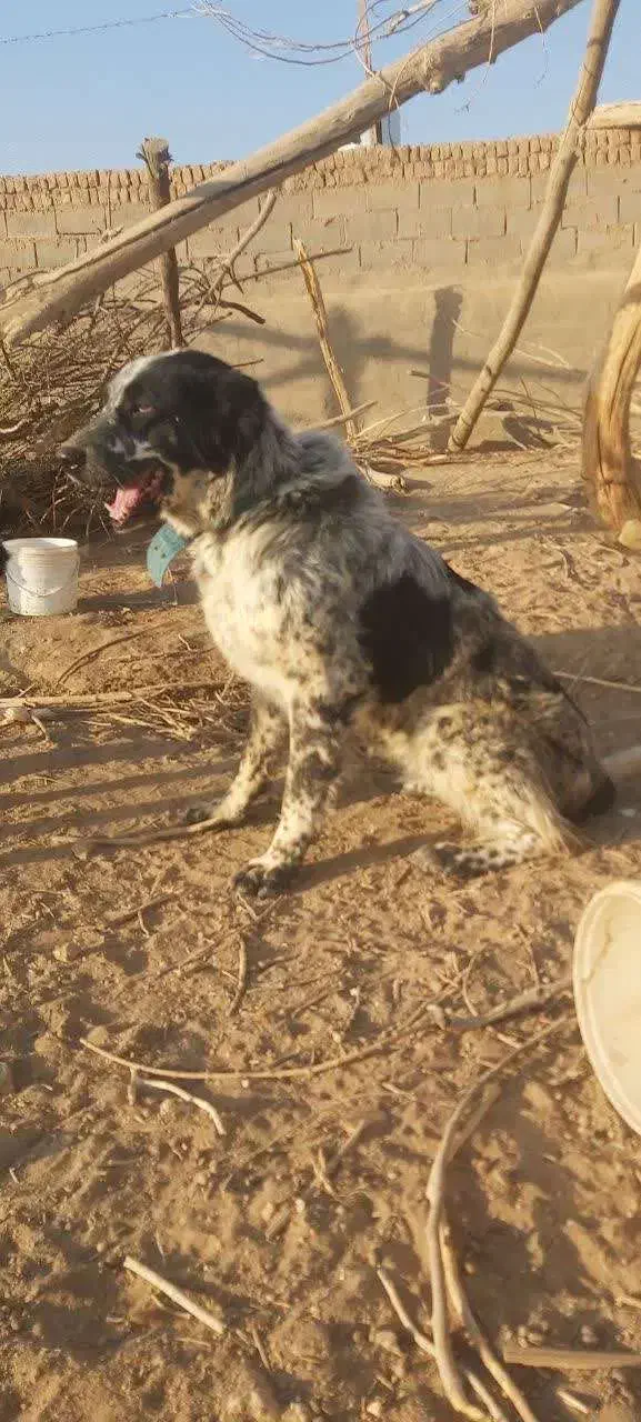 سگ گله ای قهدرجونی|سگ|بادرود, |دیوار