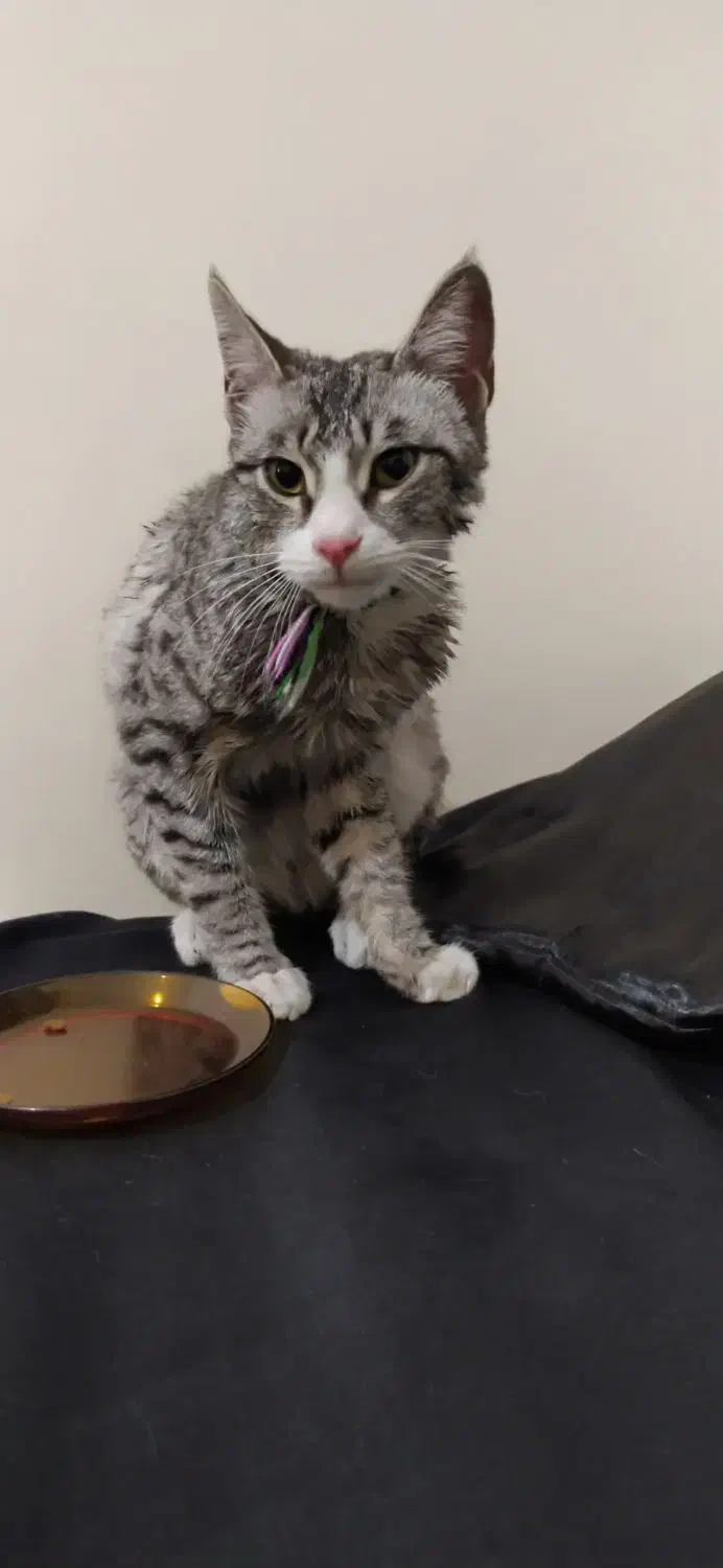 گربه پیدا شده|حیوانات|پردیس, فاز ۲|دیوار