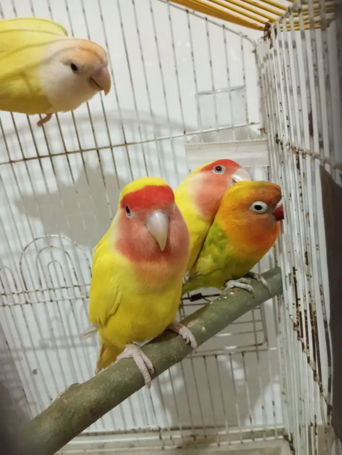 دو جفت برزیلی|پرنده|ارومیه, |دیوار