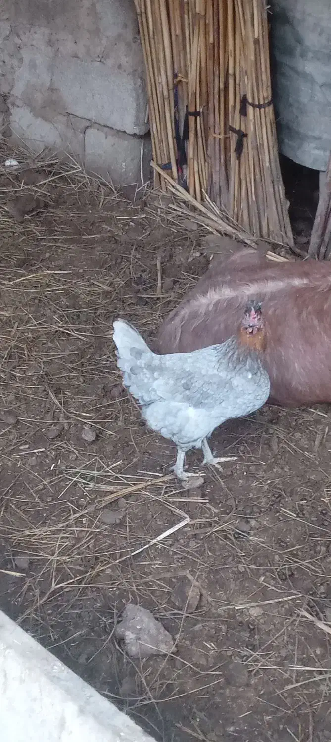 مرغ تخم گذار|حیوانات مزرعه|آبادان, |دیوار