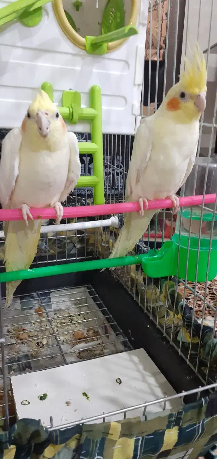 عروس هلندی|پرنده|قوچان, |دیوار