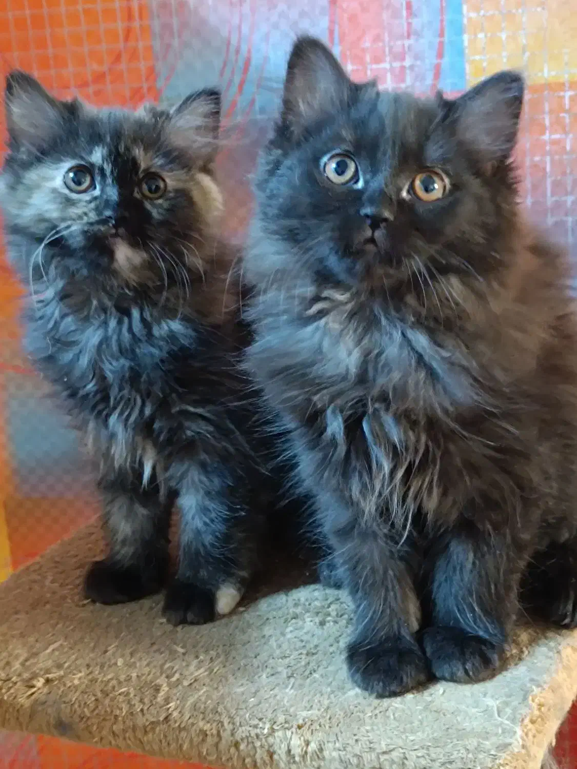 گربه پرشین|گربه|شیراز, درکی|دیوار