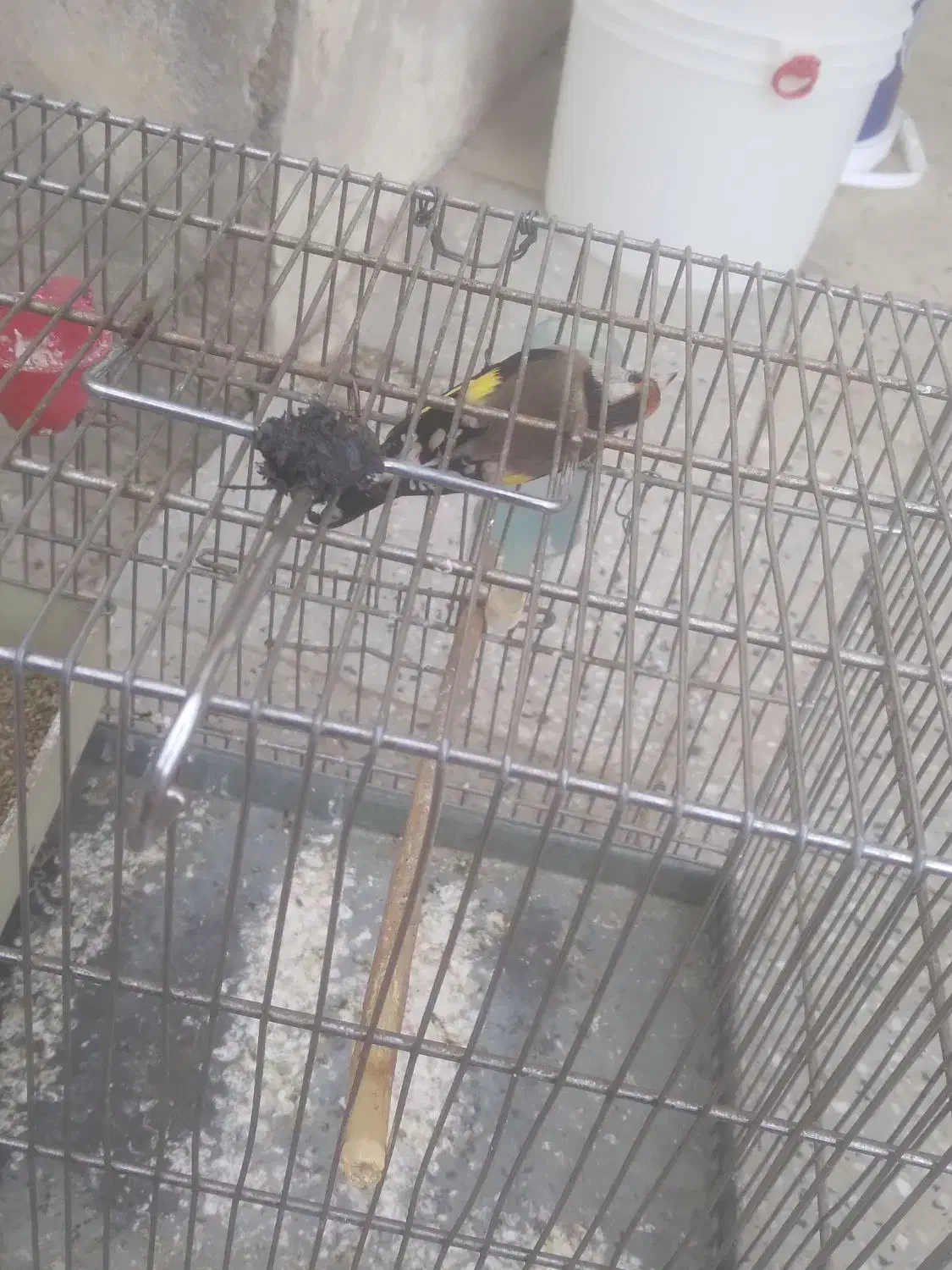 سهره ماده|پرنده|زند, |دیوار