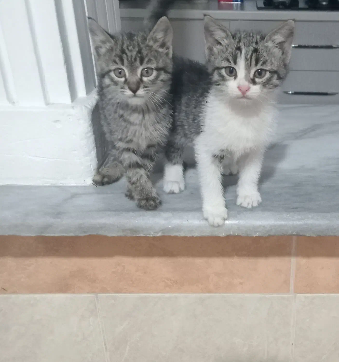 واگذاری بچه گربه|گربه|گرگان, |دیوار