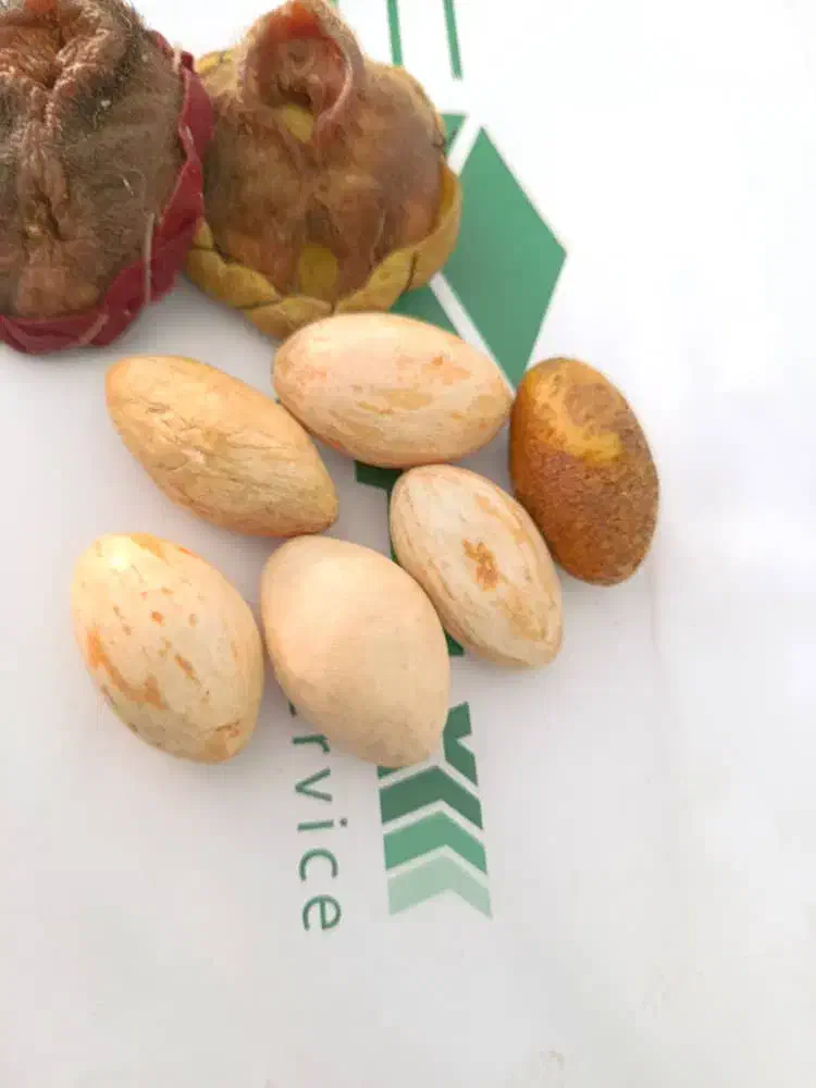 شهاب سنگ|کلکسیون اشیاء عتیقه|یزد, |دیوار