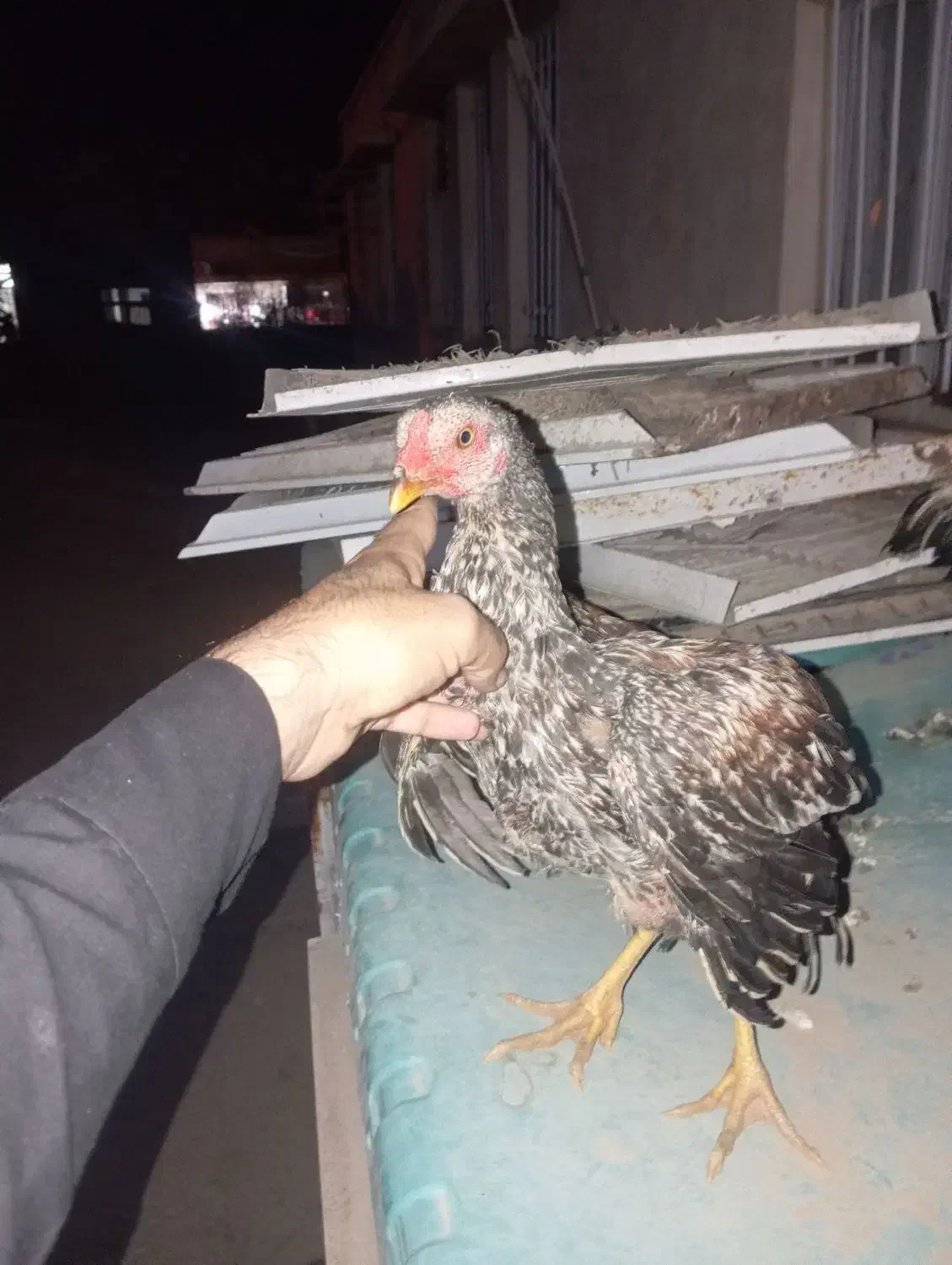 مرغ لاری فروشی|حیوانات مزرعه|سراوان, |دیوار