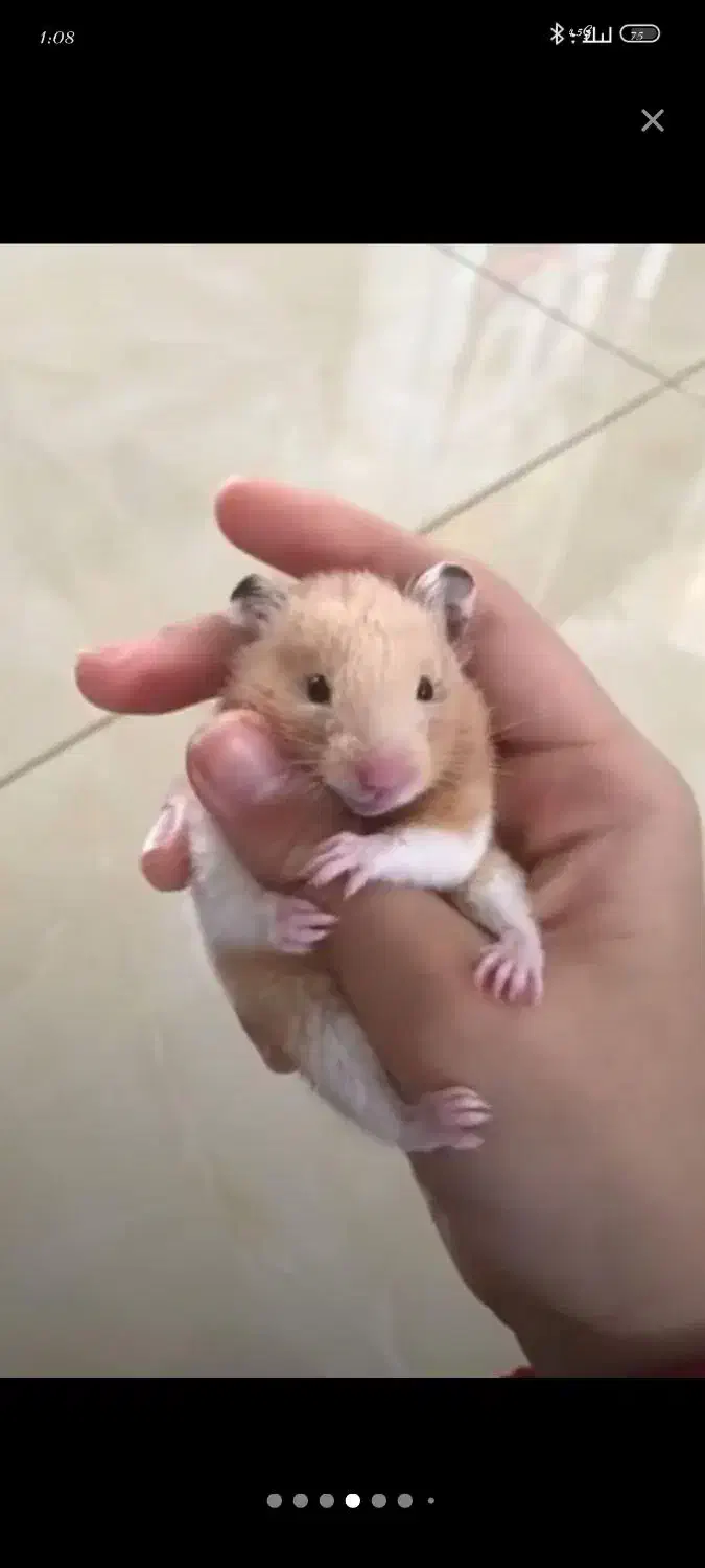 همستر کوچک|موش و خرگوش|مشهد, شهرک رازی (شهرک غرب)|دیوار