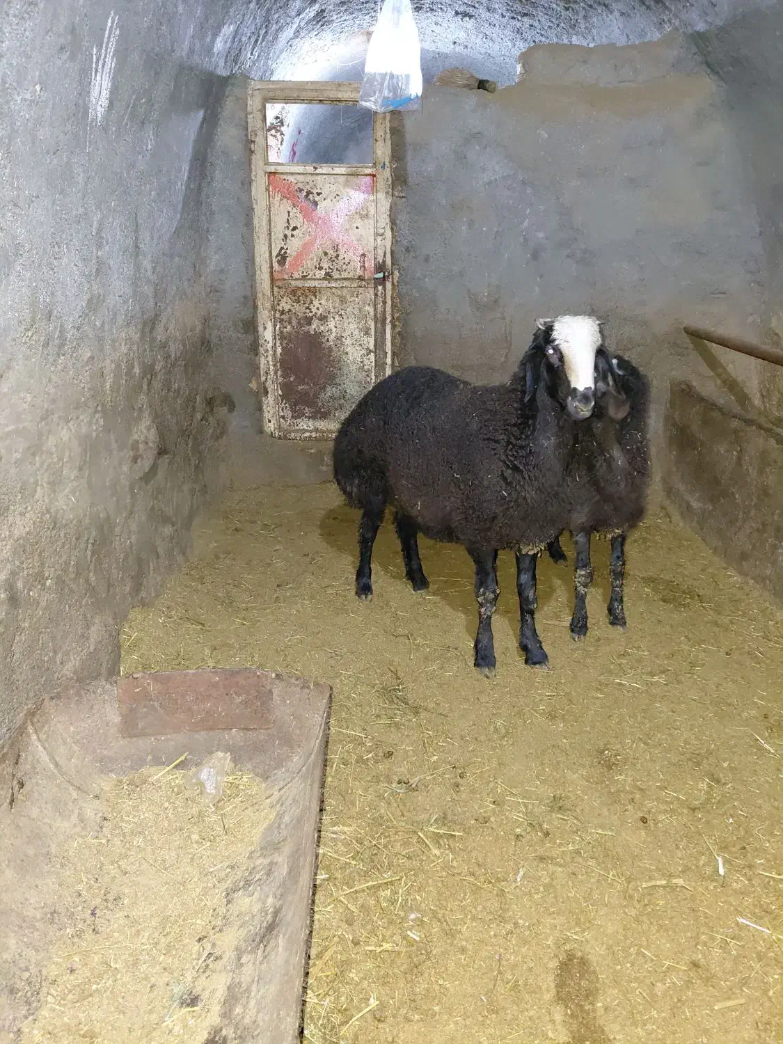 بره قوچ|حیوانات مزرعه|قزوین, |دیوار