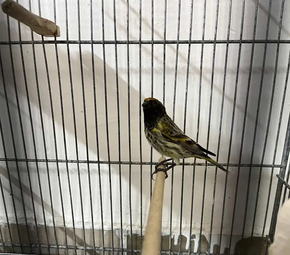 گلبسر ،سهره ،طوطی|پرنده|تهران, خزانه|دیوار