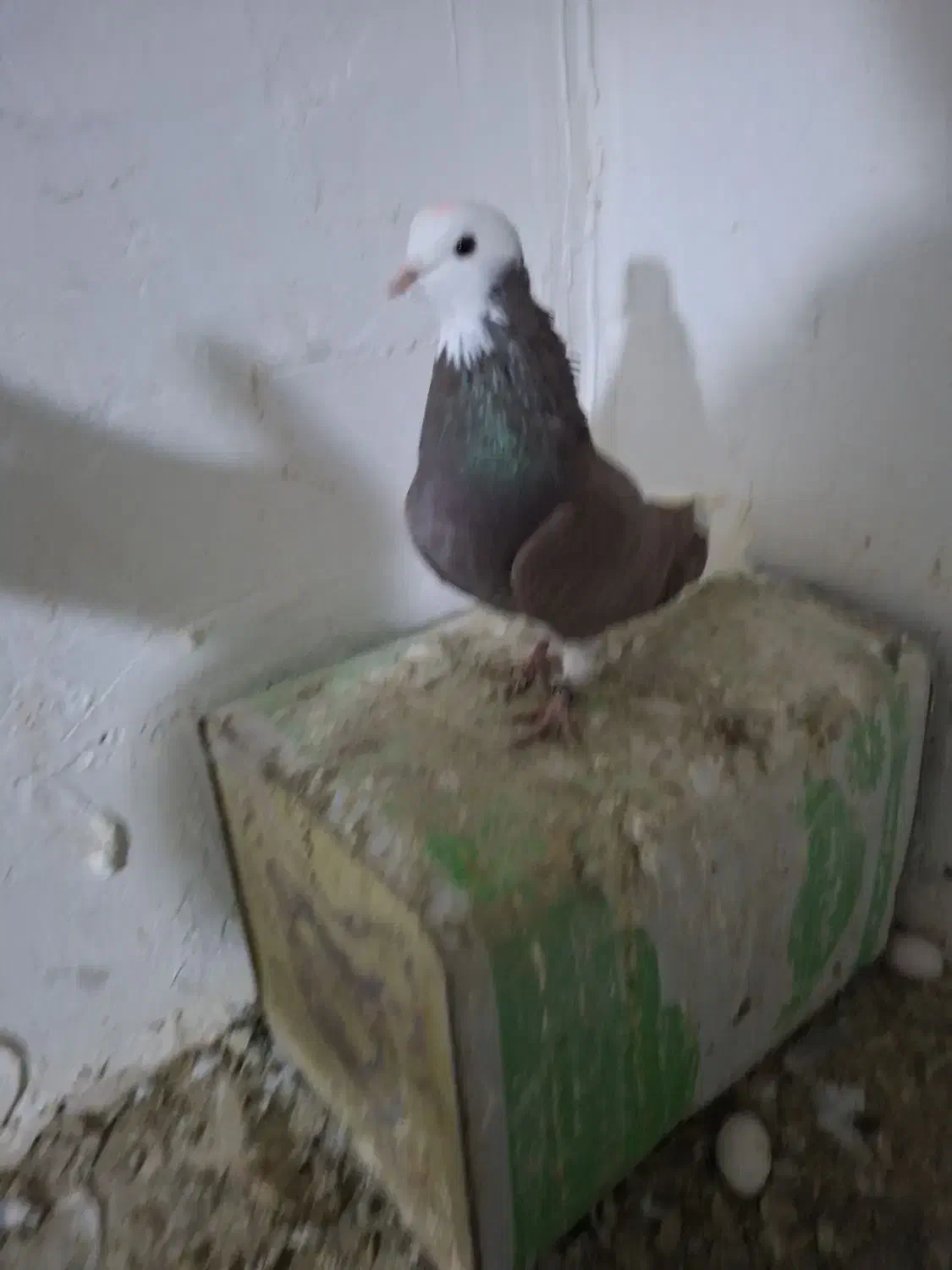 کبوتر فروشی لوتی و شازده و سررور|پرنده|ایلخچی, |دیوار