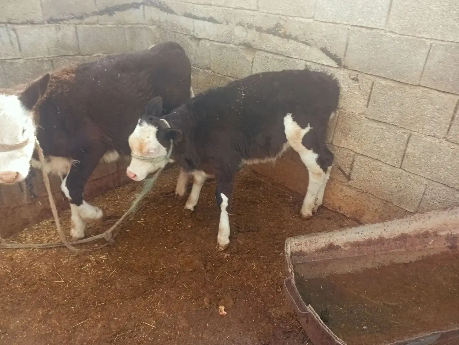 فروش گاو گوساله نر|حیوانات مزرعه|شیراز, کوشک میدان|دیوار