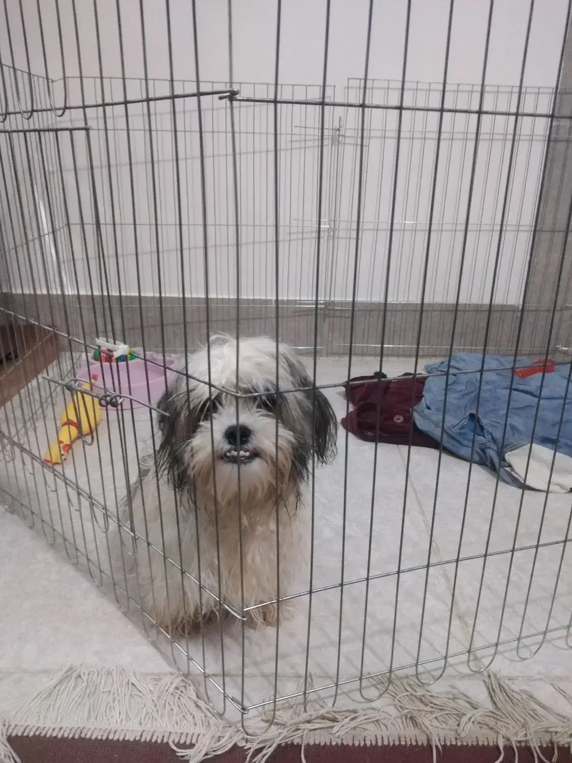 یک عدد سگ توله سه ونیم ماهه شیت سوپر فلت کوچک ریز|سگ|گرگان, |دیوار