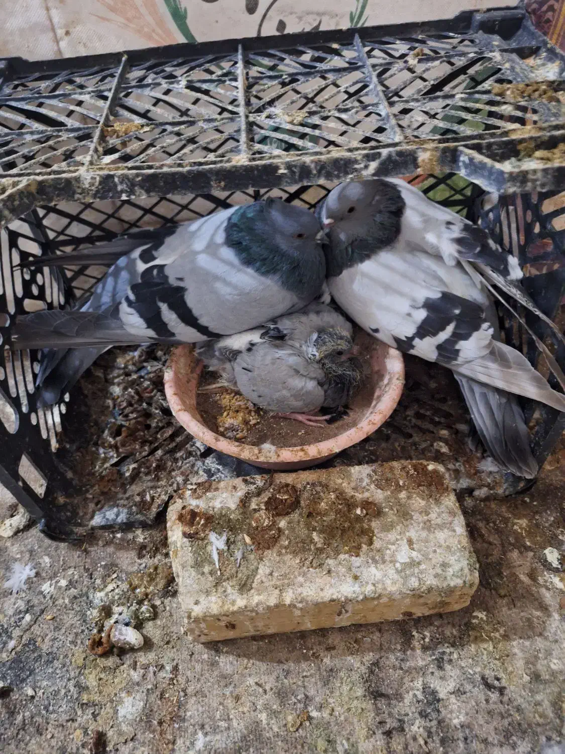 نروماده سبز کاغذی باجوجه بهشرط|پرنده|پیر بکران, |دیوار