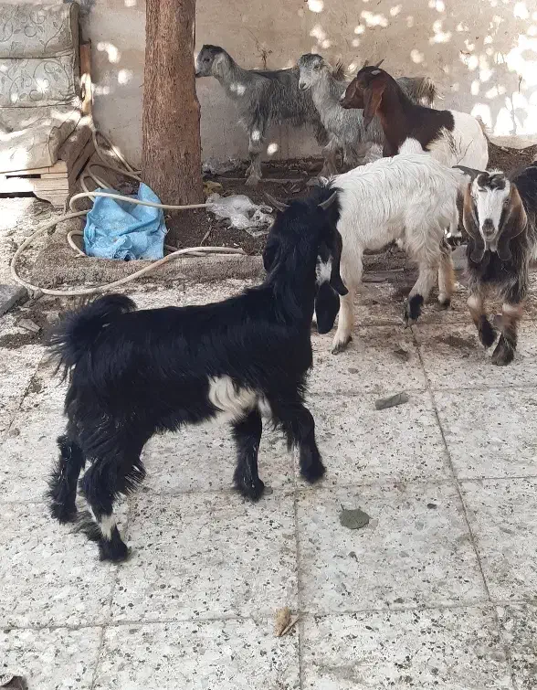 ۶راس بز|حیوانات مزرعه|اهواز, اسماعیلیه|دیوار