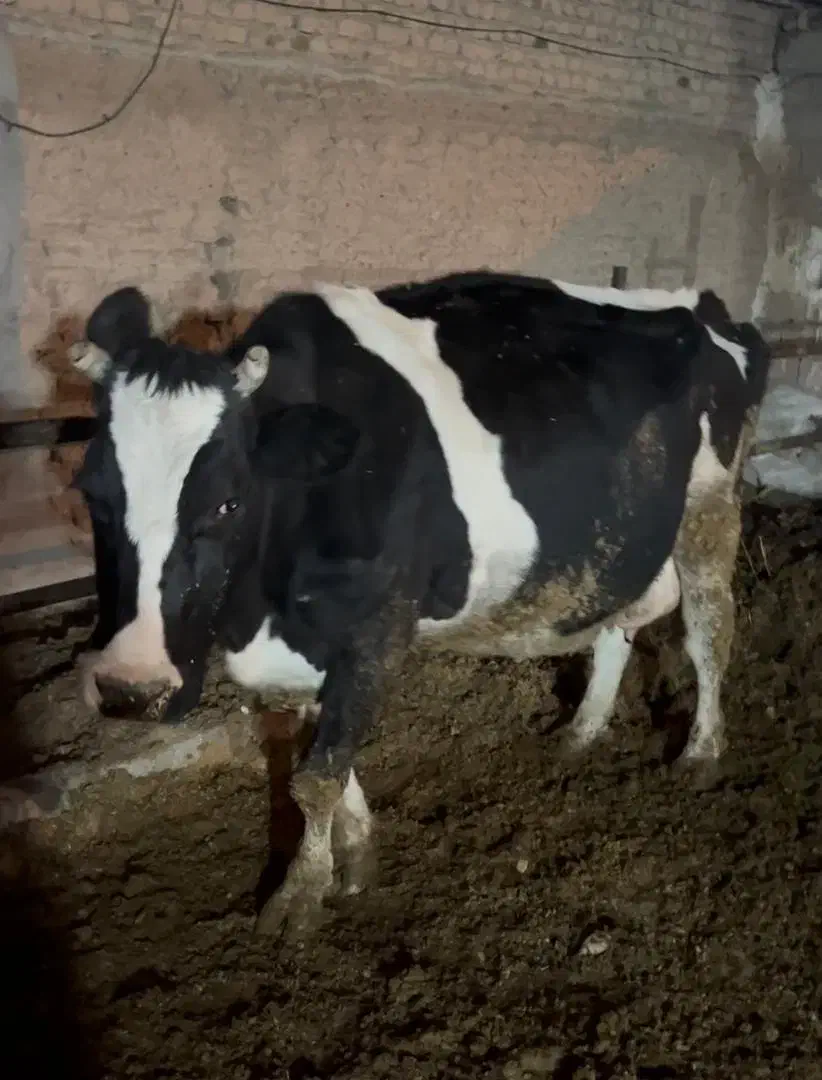 گاو شیری|حیوانات مزرعه|رباط‌کریم, رباط‌کریم|دیوار