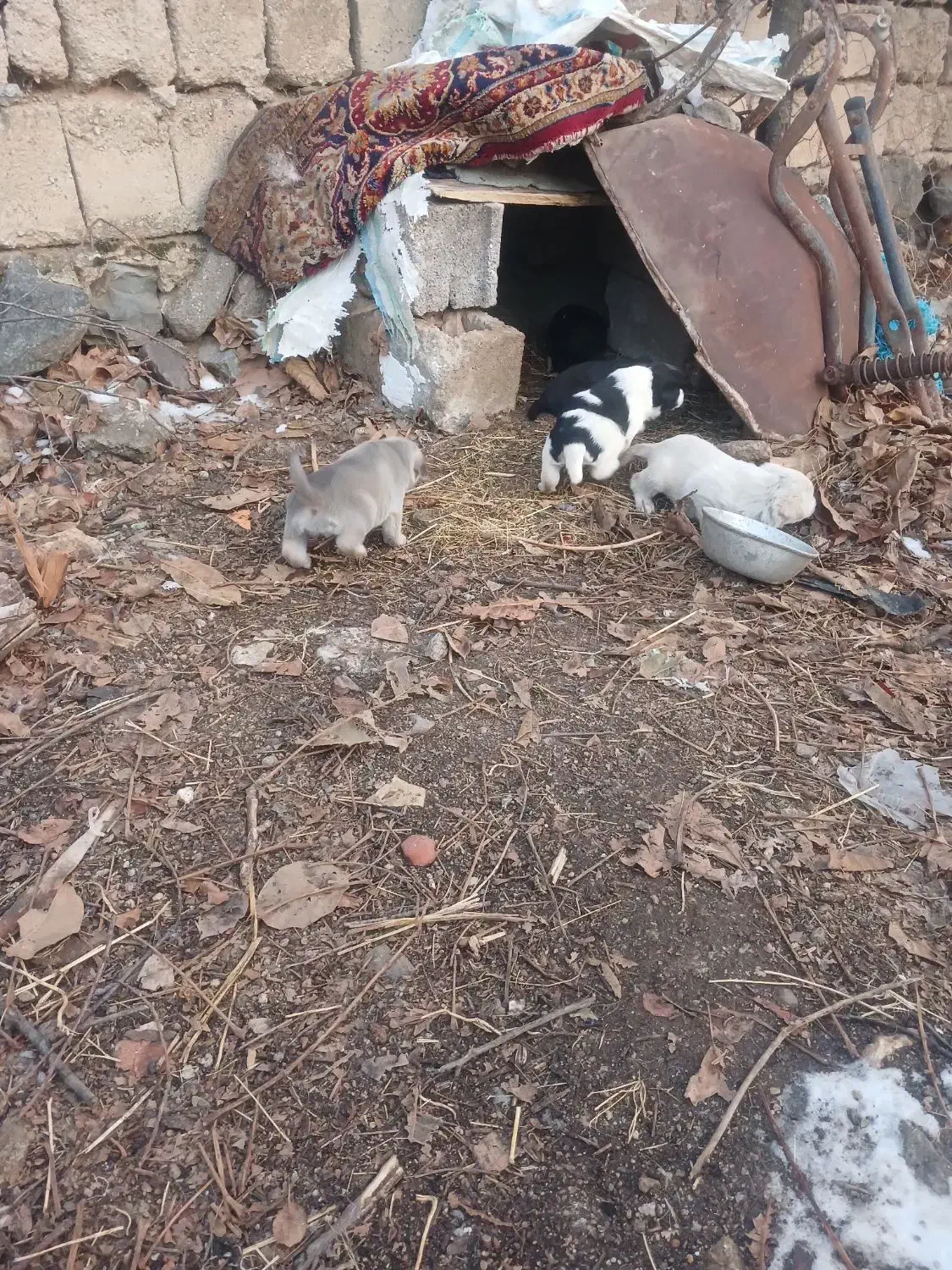 واگذاری توله سگ سرابی|سگ|سراب, |دیوار