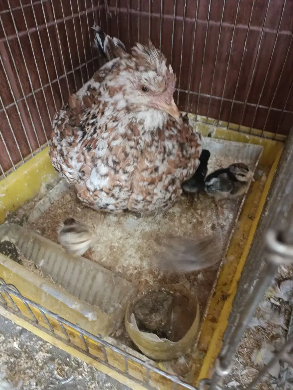 مرغ با جوجه گلین|حیوانات مزرعه|تهران, پیکان شهر|دیوار