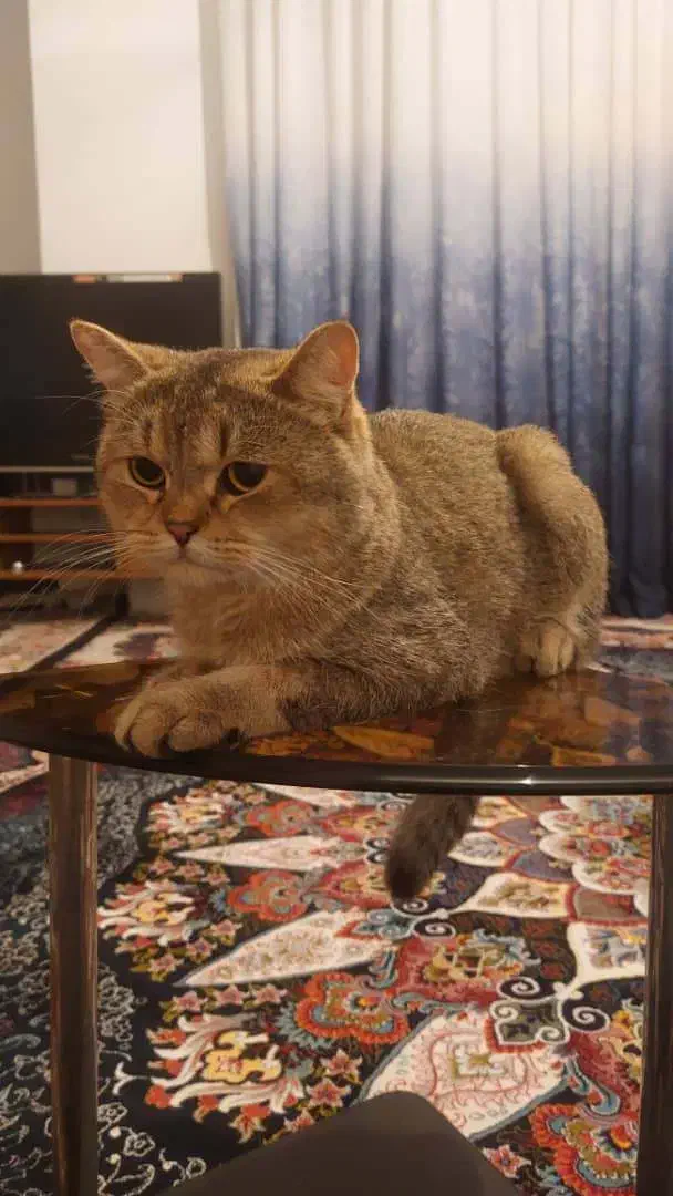 فروش گربه|گربه|کردکوی, |دیوار