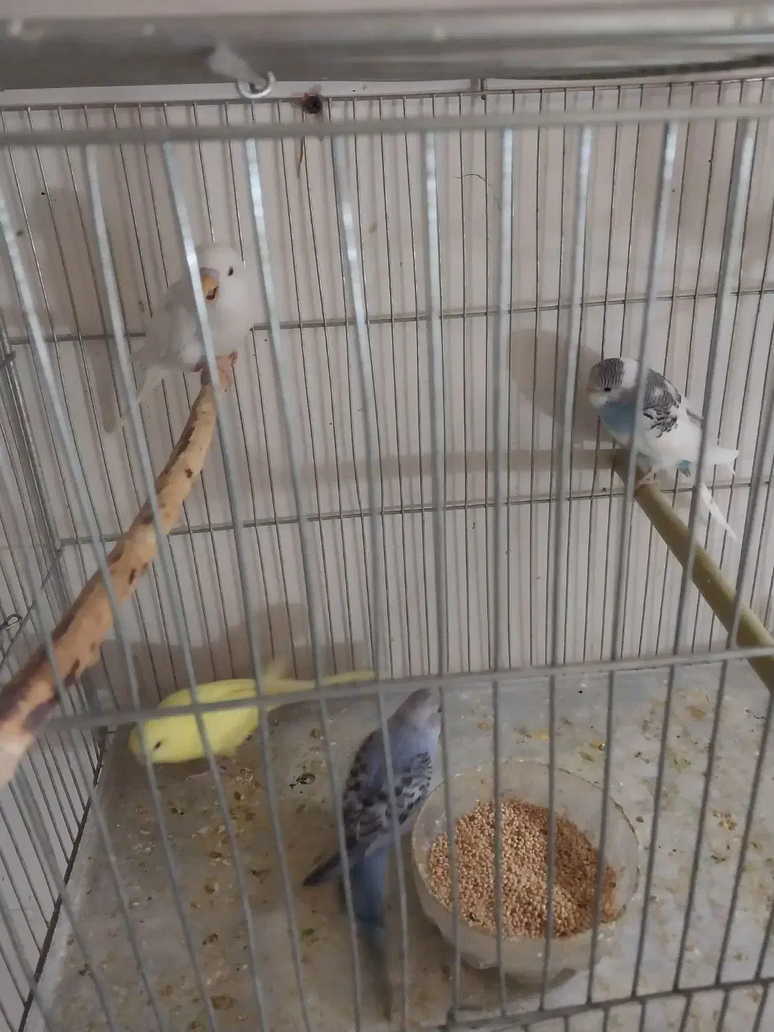 جوجه مرغ عشق آلبینو چشم شرابی|پرنده|اصفهان, شمس آباد|دیوار