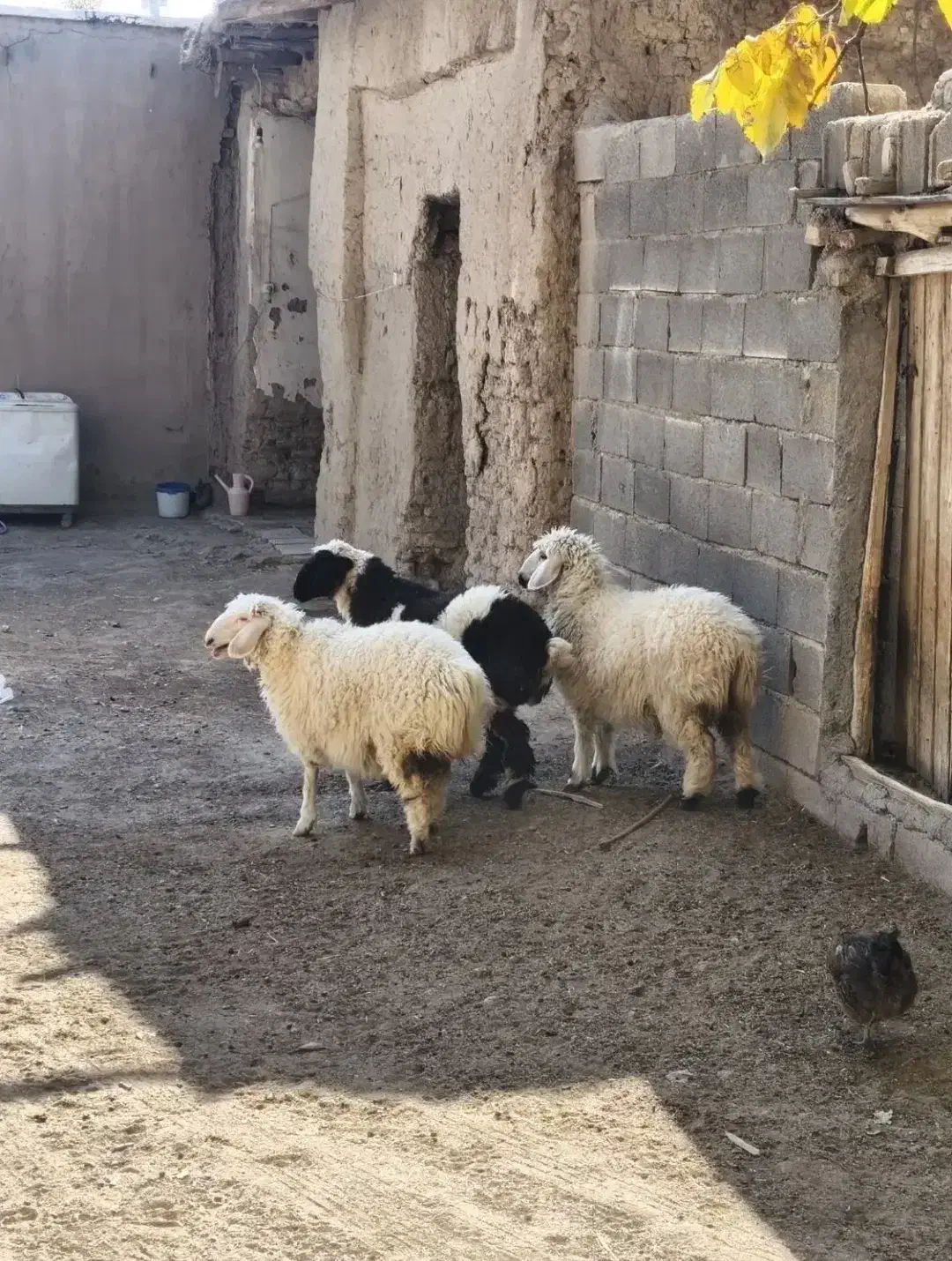 سه تا بره|حیوانات مزرعه|سراوان, |دیوار