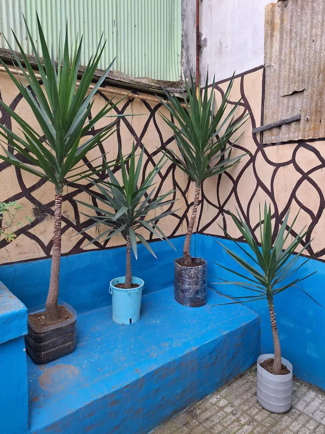 گل ( درخت ) یوکا|گل و گیاه طبیعی|رشت, سلیمانداراب|دیوار