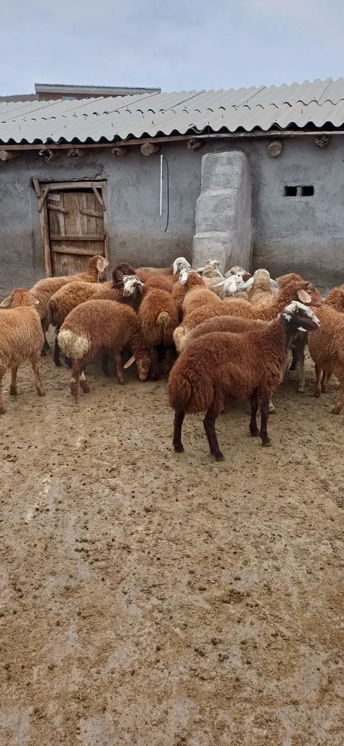 بره نر و ماده|حیوانات مزرعه|اصلاندوز, |دیوار