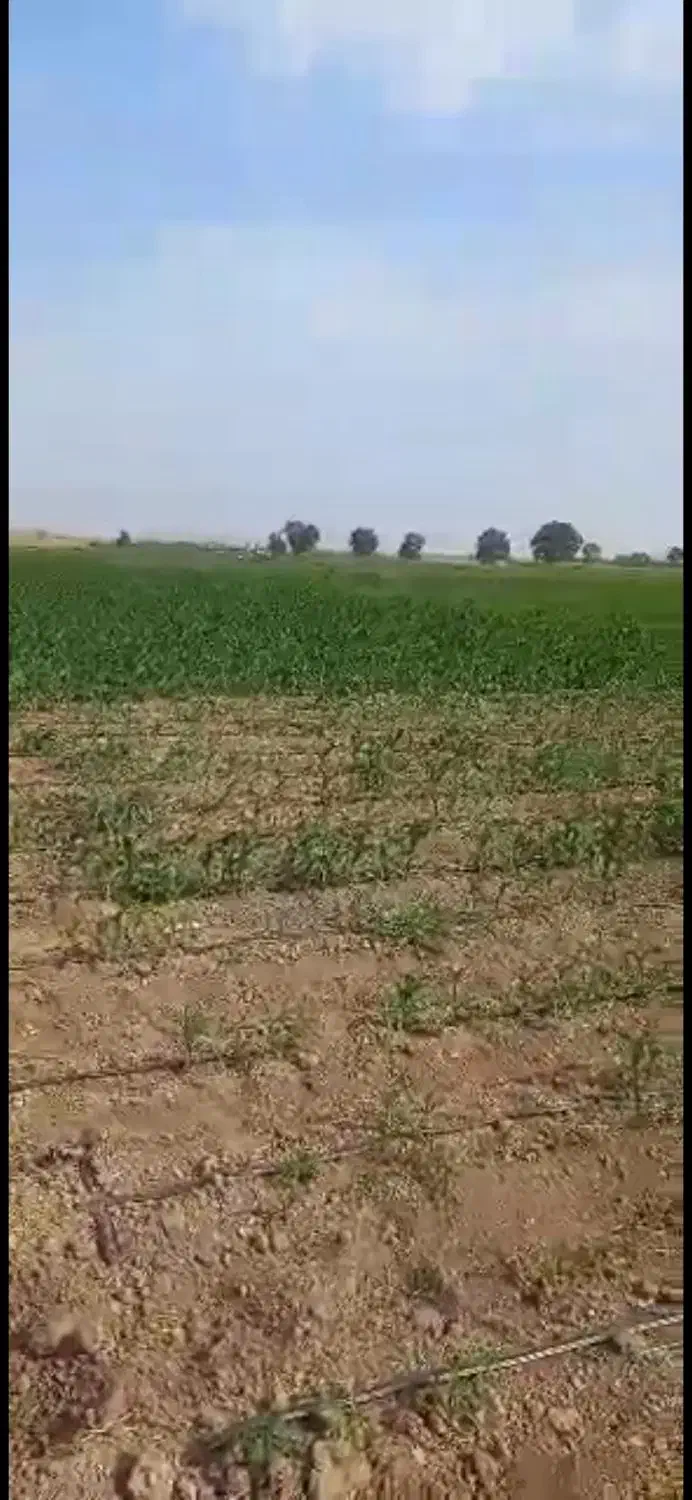 اجاره ۸ هکتار زمین کشاورزی برای کاهو|اجارهٔ دفتر صنعتی، کشاورزی، تجاری|بشاریات, |دیوار