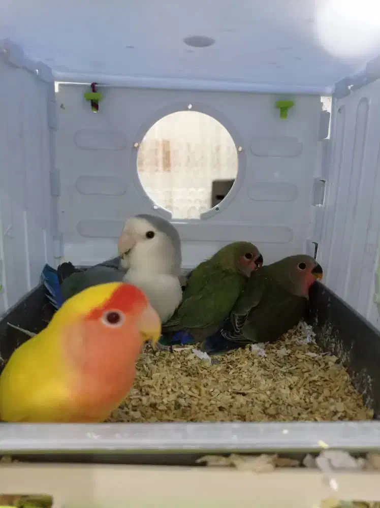 طوطی برزیلی|پرنده|سرپل ذهاب, |دیوار