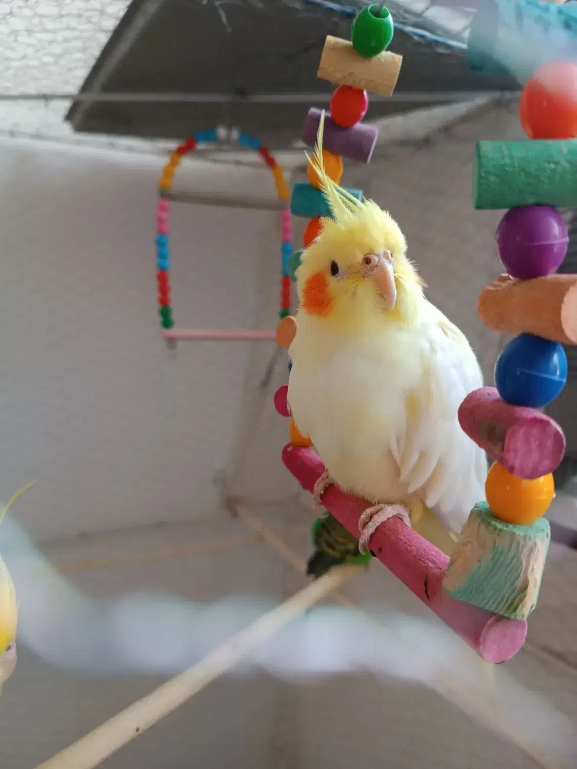 عروس هلندی لوتینو آهویی|پرنده|جغتای, |دیوار