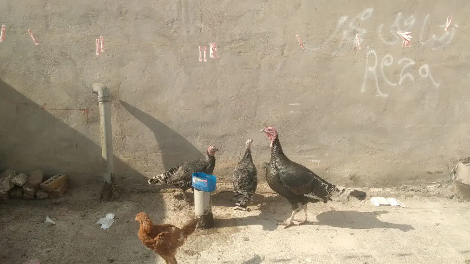 بوقلمو ب فروش میرسد|حیوانات مزرعه|تربت جام, جامی|دیوار