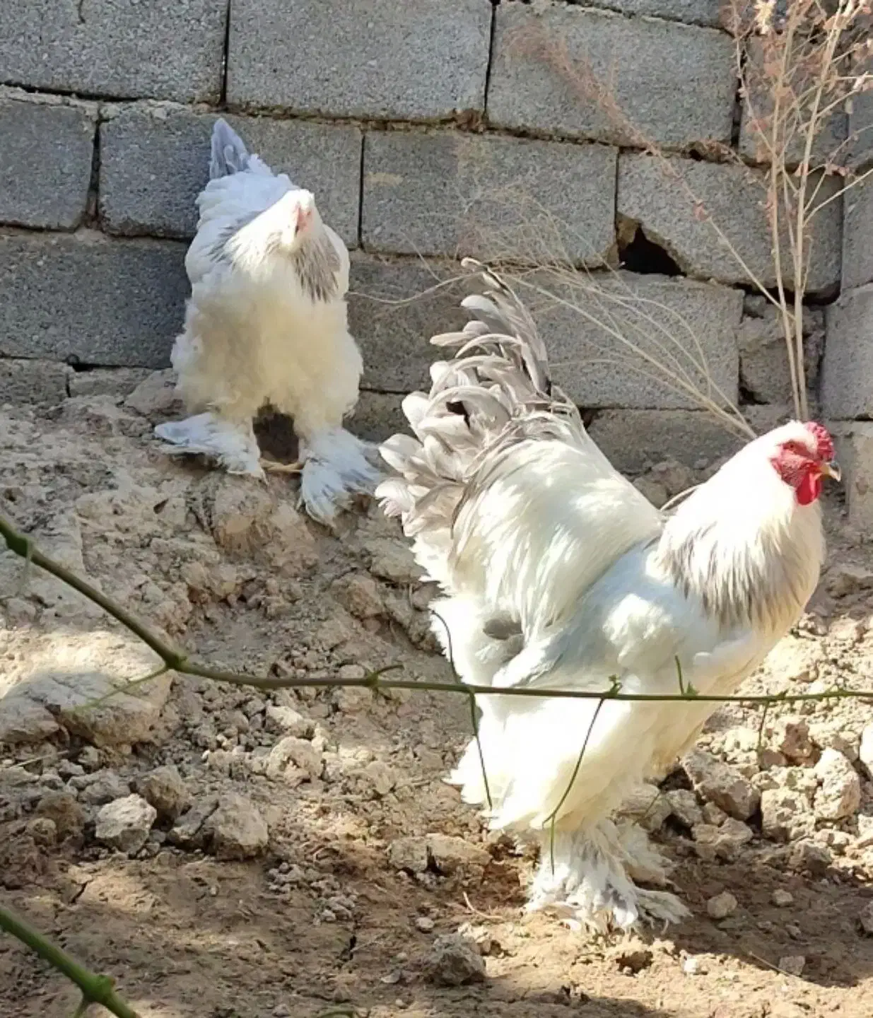 برهما|حیوانات مزرعه|رباطکریم, شترخوار|دیوار