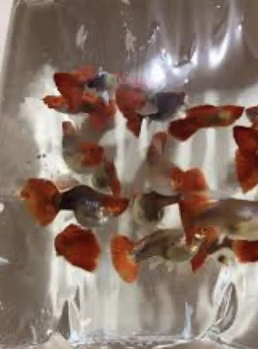 ماهیان گوپی مولی سواتر بهترین نژاد ها|ماهی|مشهد, استاد یوسفی (شهرک غرب)|دیوار