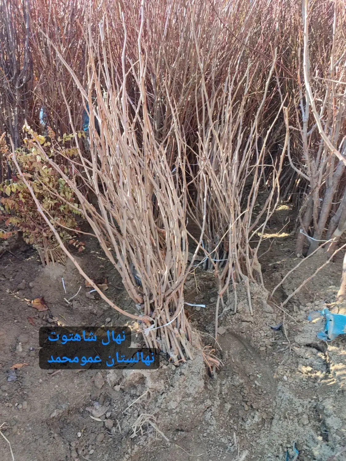 پسته پیوندی / صنوبر / انگور ایرانی|خدمات باغبانی و درختکاری|رشت, پیرکلاچای|دیوار