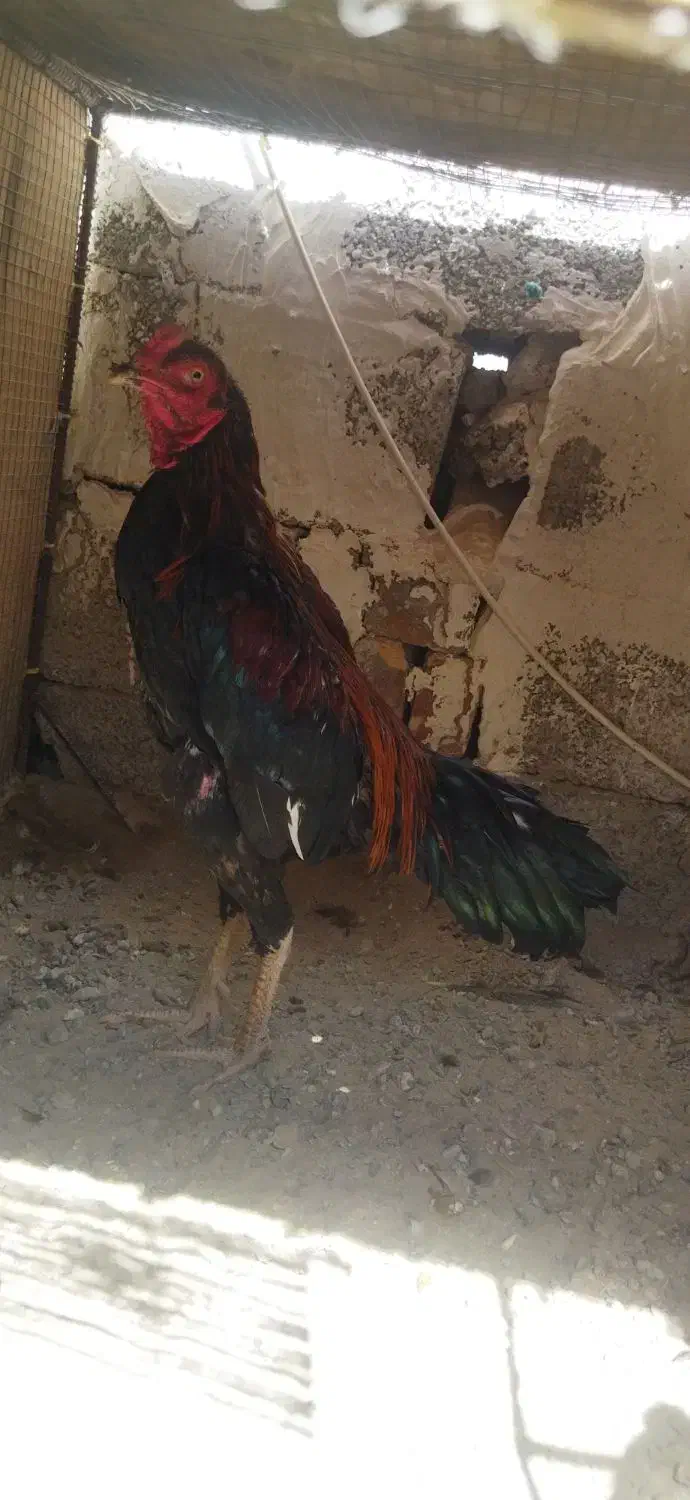 مرغ خروس فروشی|حیوانات مزرعه|سراوان, |دیوار