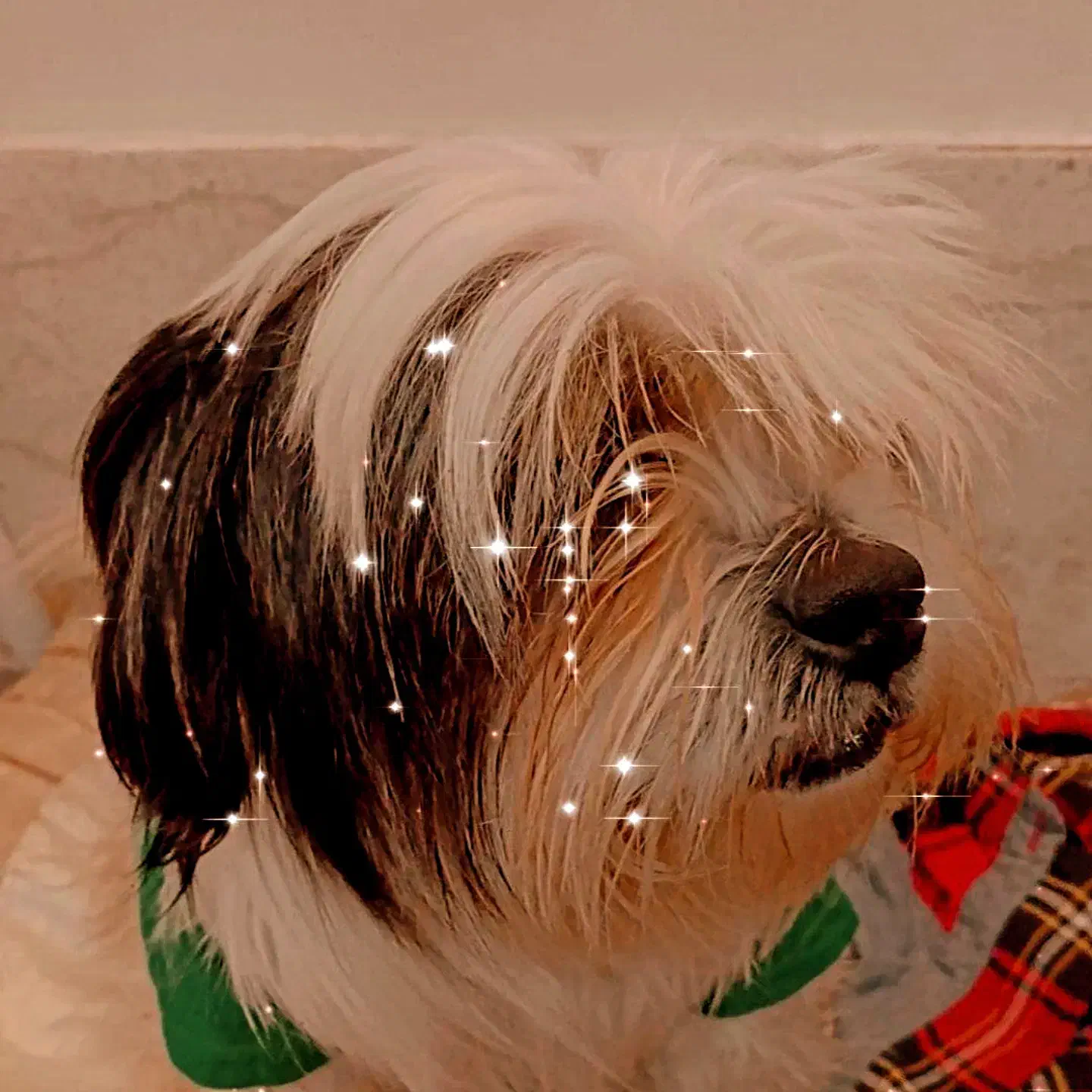 سگ گمشده|حیوانات|مشهد, بهمن|دیوار