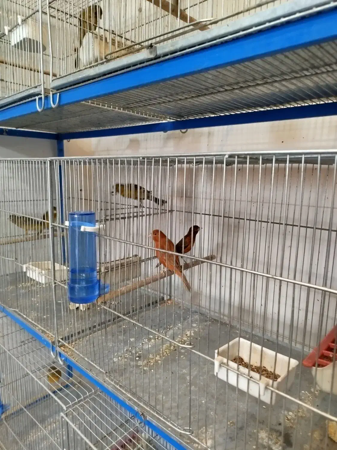 پرنده فروشی طاها|پرنده|فسا, |دیوار