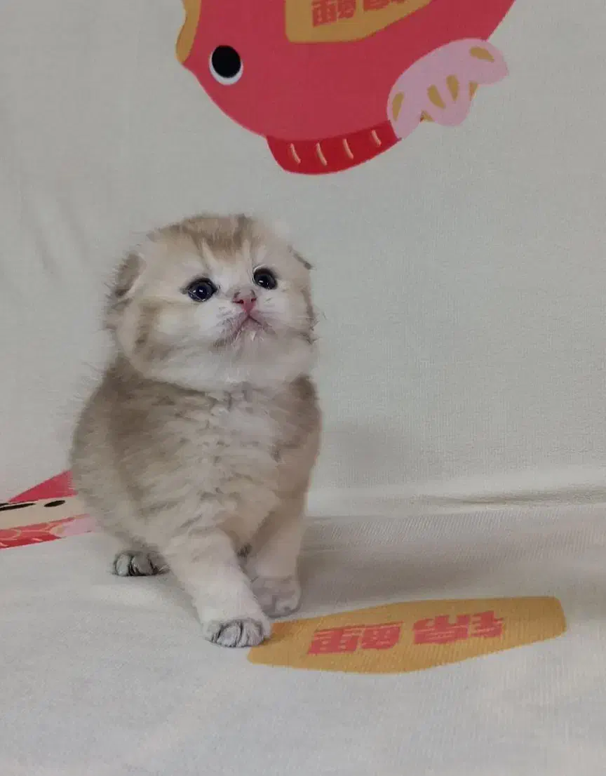 اسکاتیش گلد|گربه|مشهد, سمزقند|دیوار