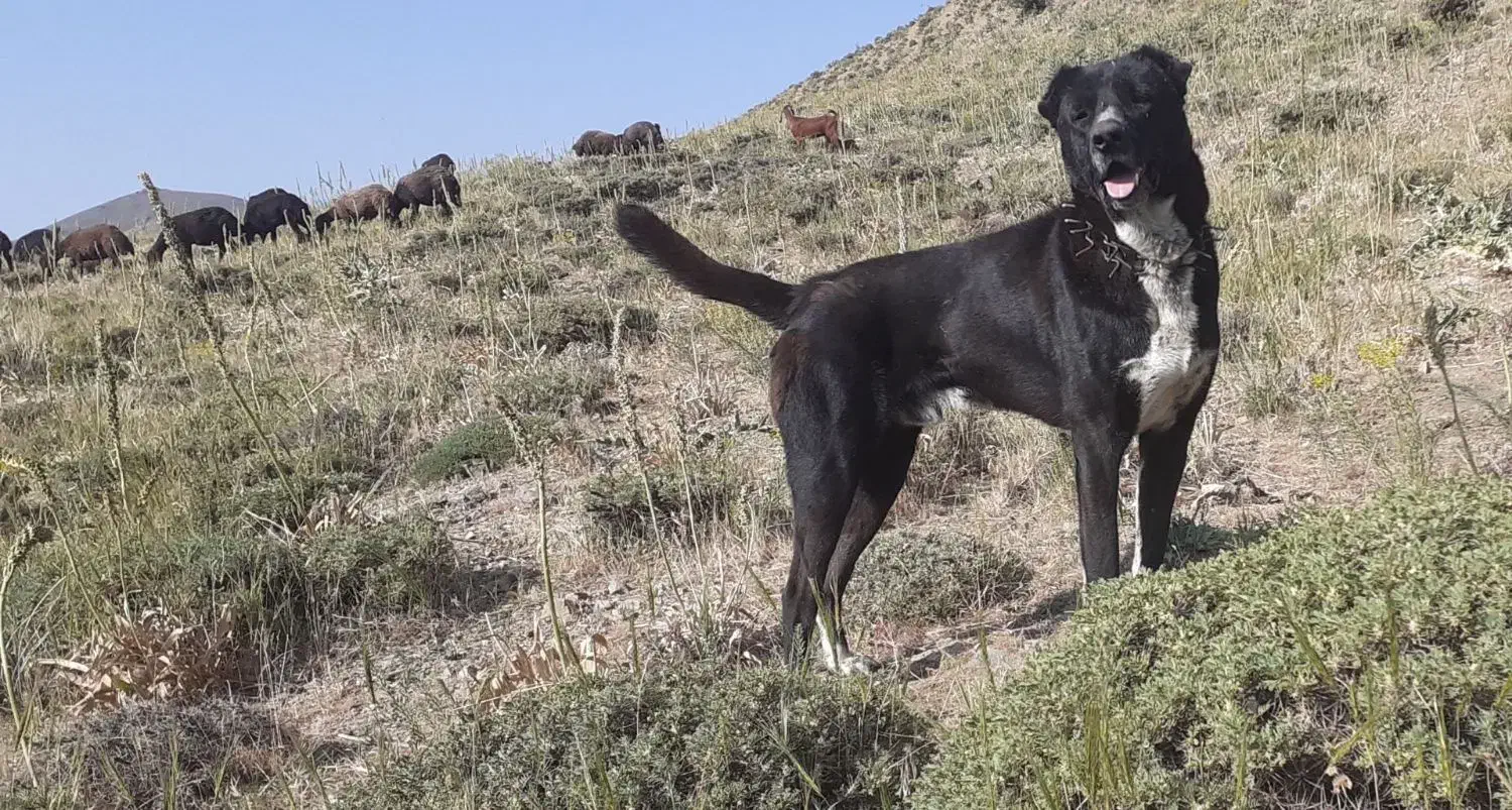واگذاری سگ سه ساله|سگ|ترکمانچای, |دیوار