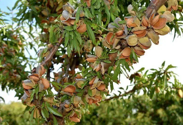 نهالستان ارقام خشکبار و میوه های پربار پالیز|خدمات باغبانی و درختکاری|فیروزکوه, |دیوار