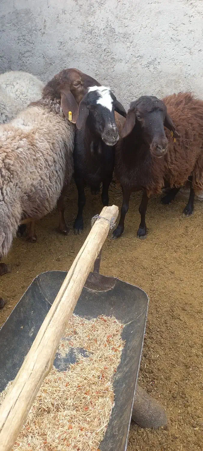 سه عدد شیشک درجه یک|حیوانات مزرعه|سرچهان, |دیوار