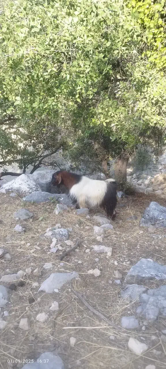 فروشی حیوان چپش|حیوانات مزرعه|لوداب, |دیوار