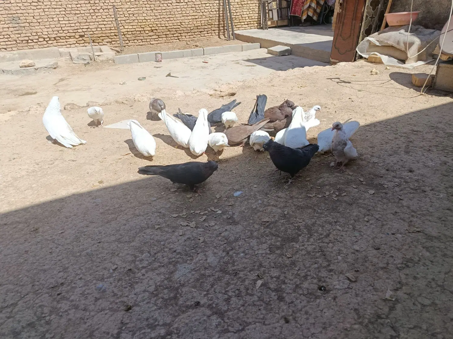 کبوتر|پرنده|بروجن, |دیوار